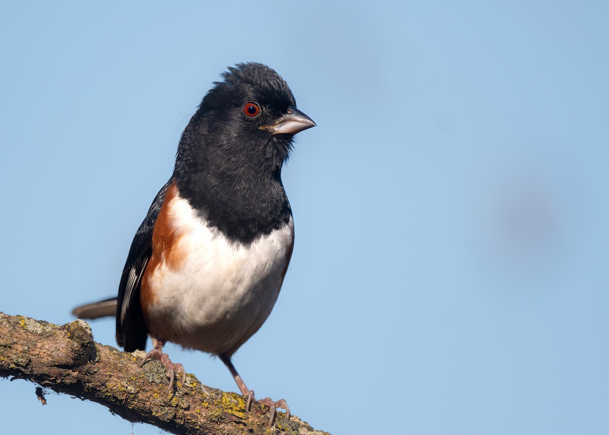 Eastern Towhee - ML644879653
