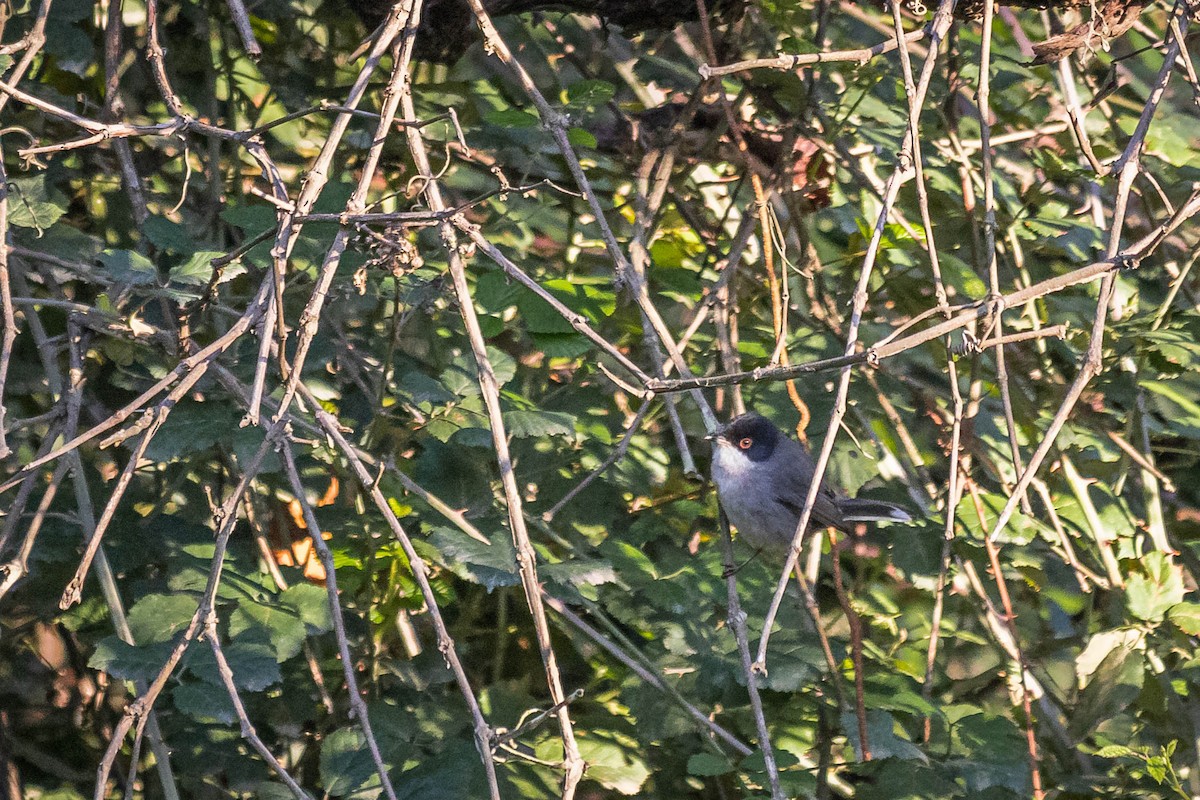 Fauvette mélanocéphale - ML644879655