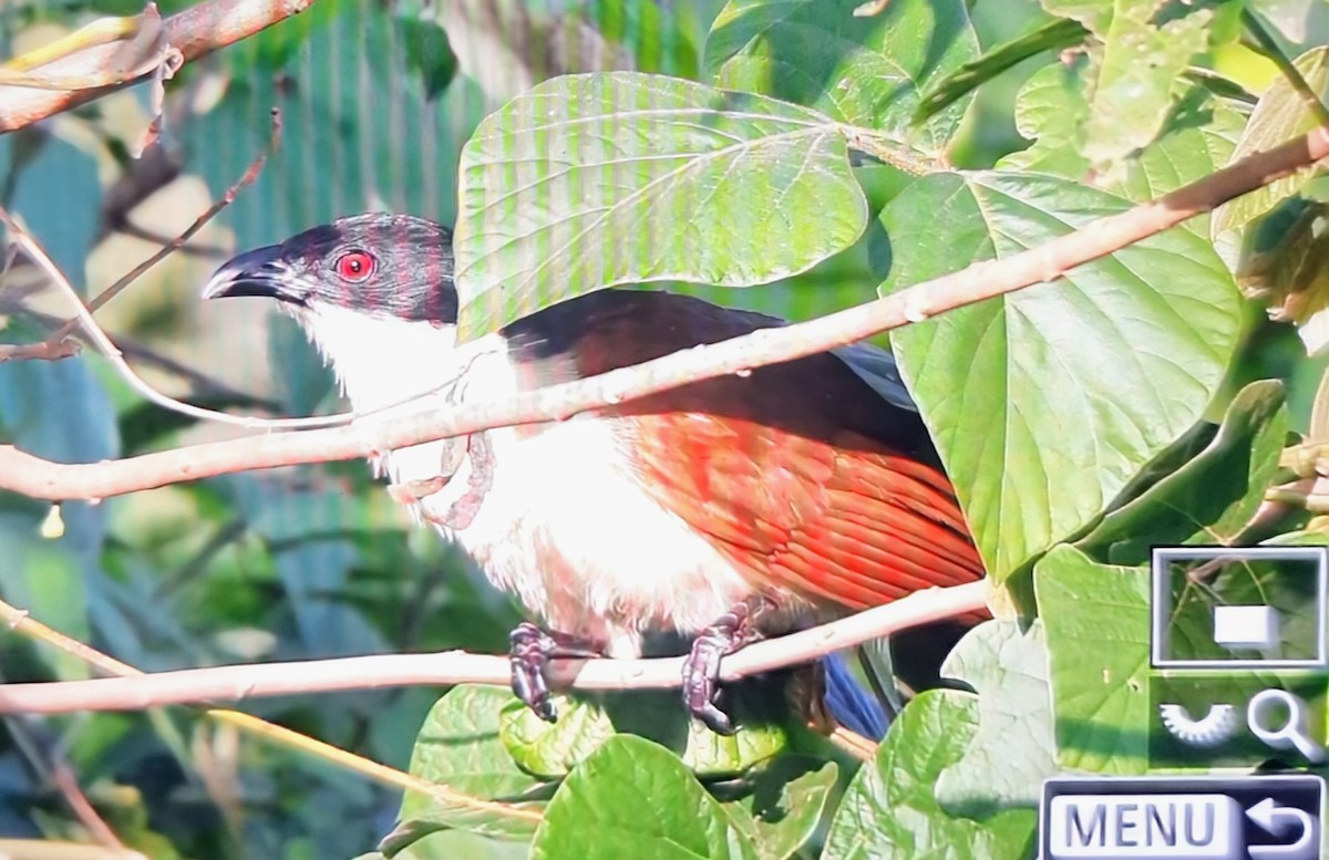 Blue-headed Coucal - ML644879656
