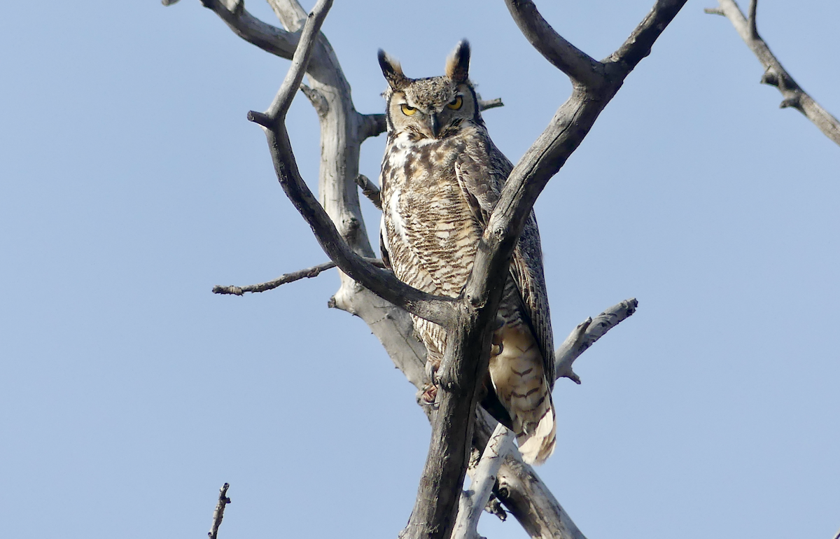 Great Horned Owl - ML644879658
