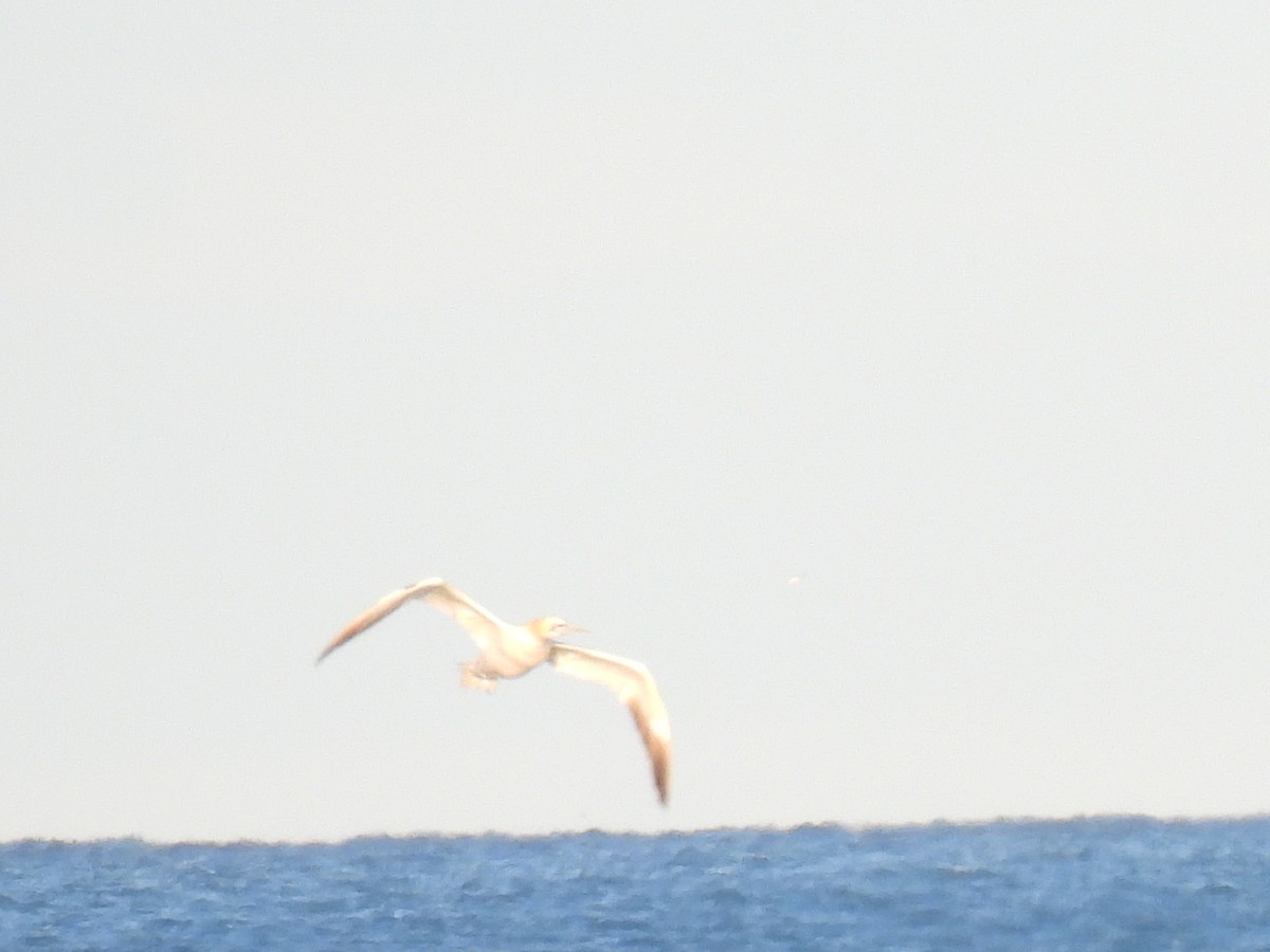 Alcatraz Atlántico - ML644879665