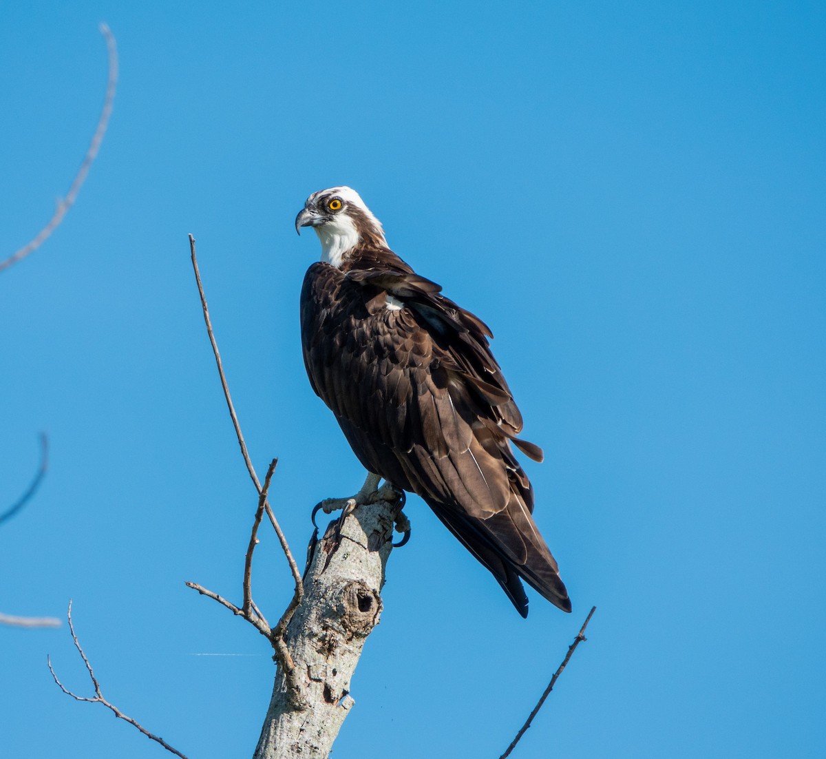 Osprey - ML644879666