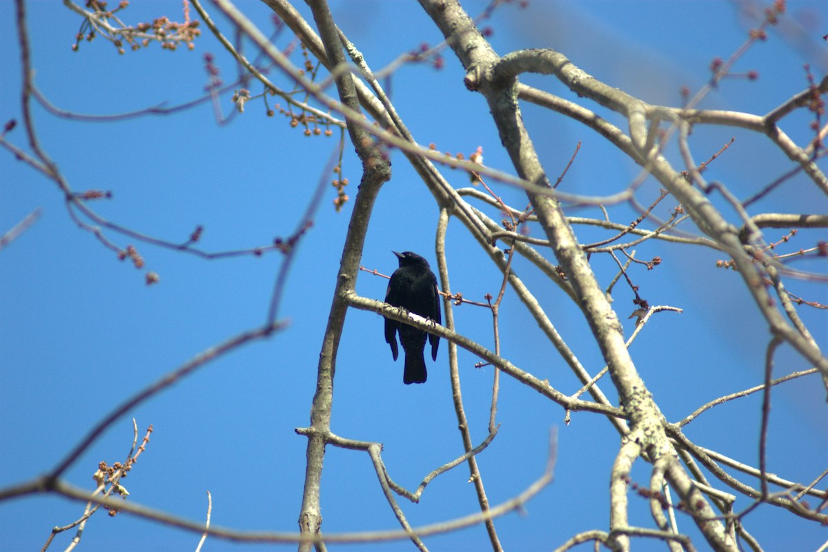 Red-winged Blackbird - ML644879667