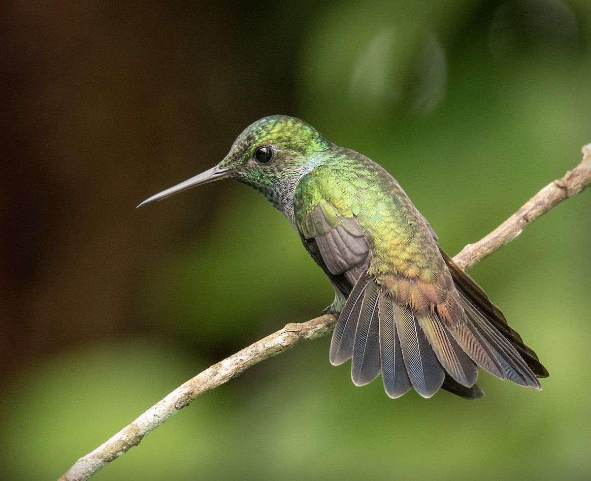 Blue-chested Hummingbird - ML644879669