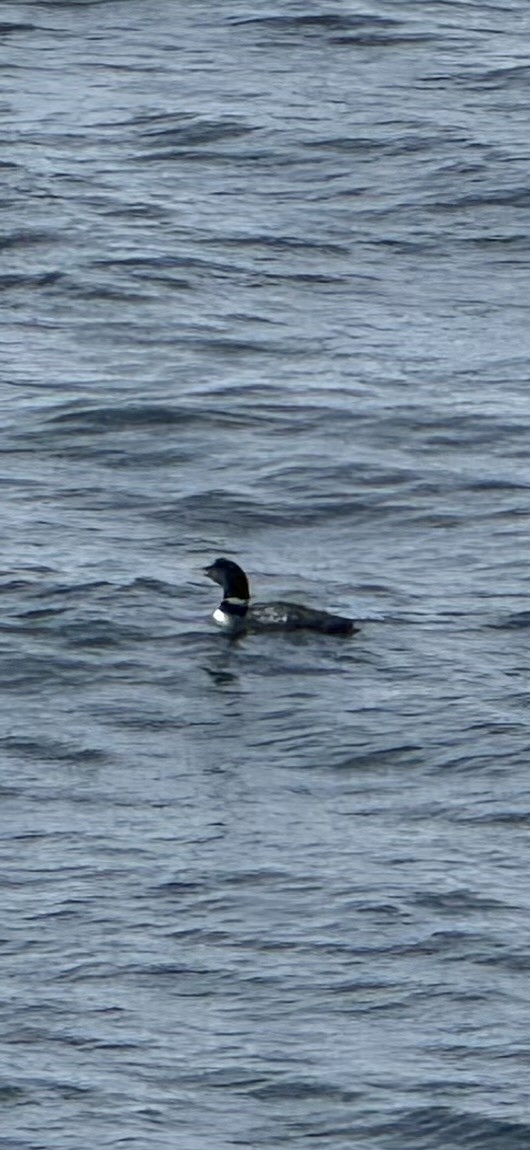 Strolaga beccogiallo - ML644879678