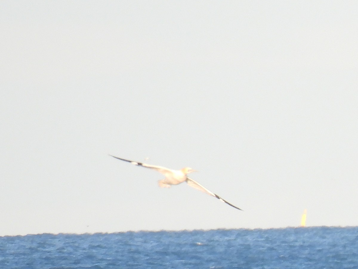 Alcatraz Atlántico - ML644879683