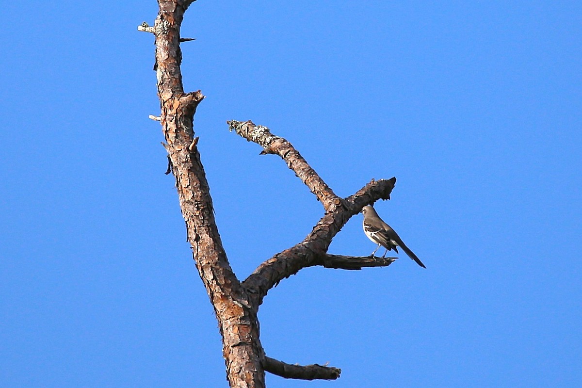 Northern Mockingbird - ML644879684