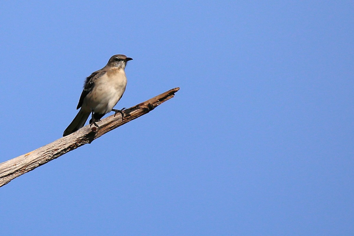 Northern Mockingbird - ML644879685