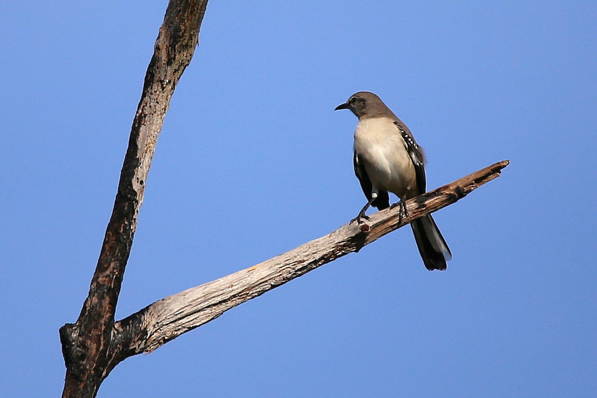Northern Mockingbird - ML644879686