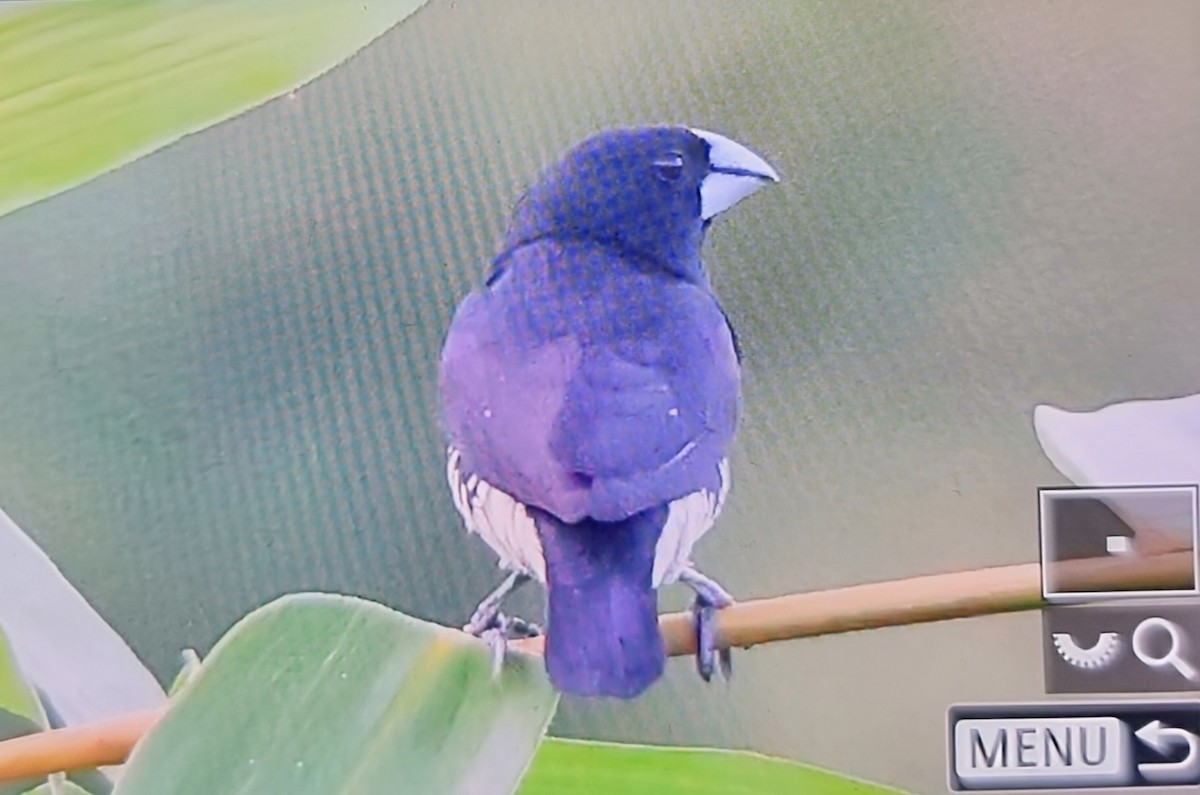 Чёрно-белая муния (bicolor/poensis) - ML644879704