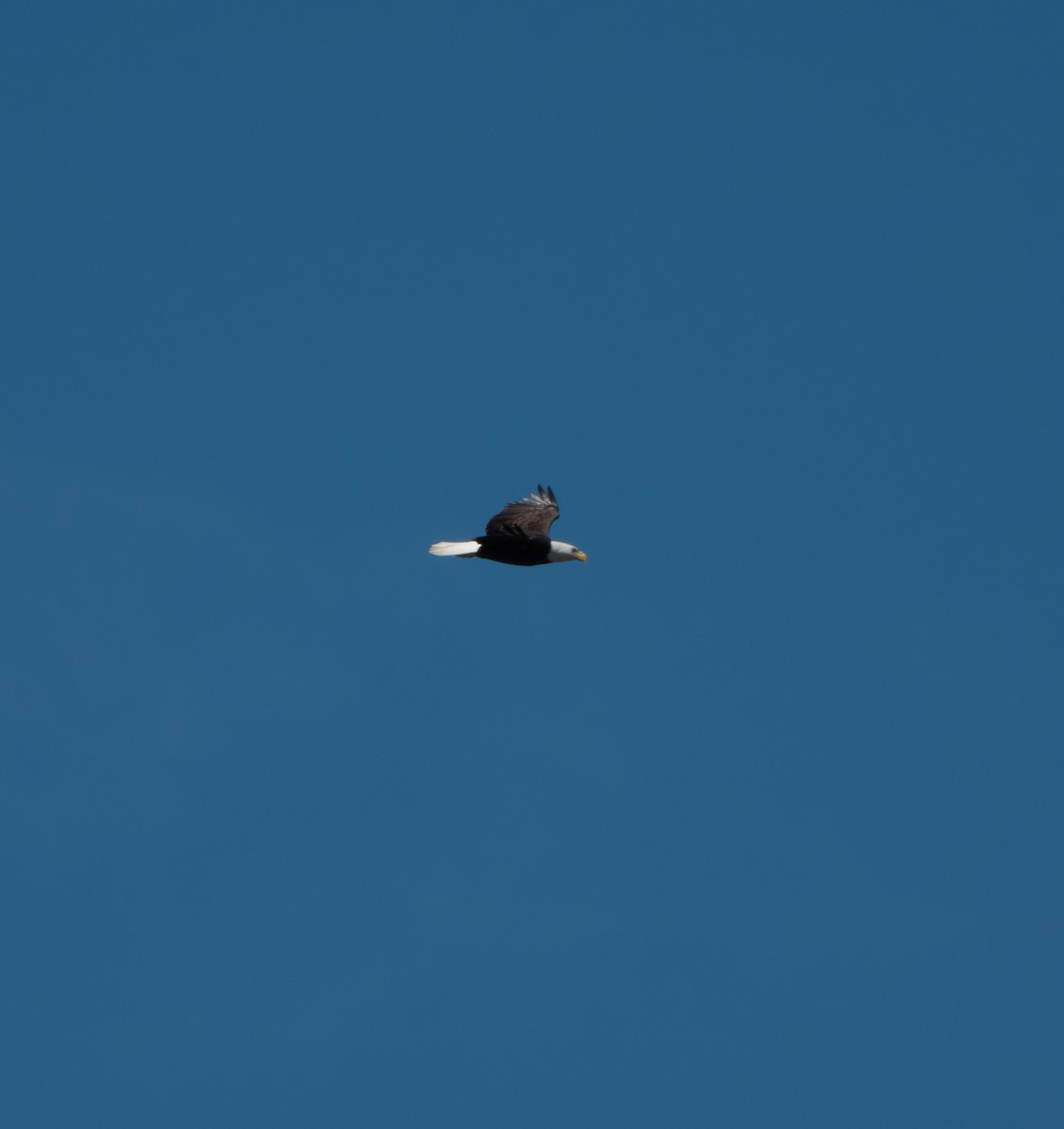 Bald Eagle - ML644879709