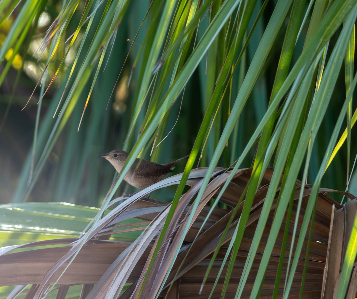 Northern House Wren - ML644879717
