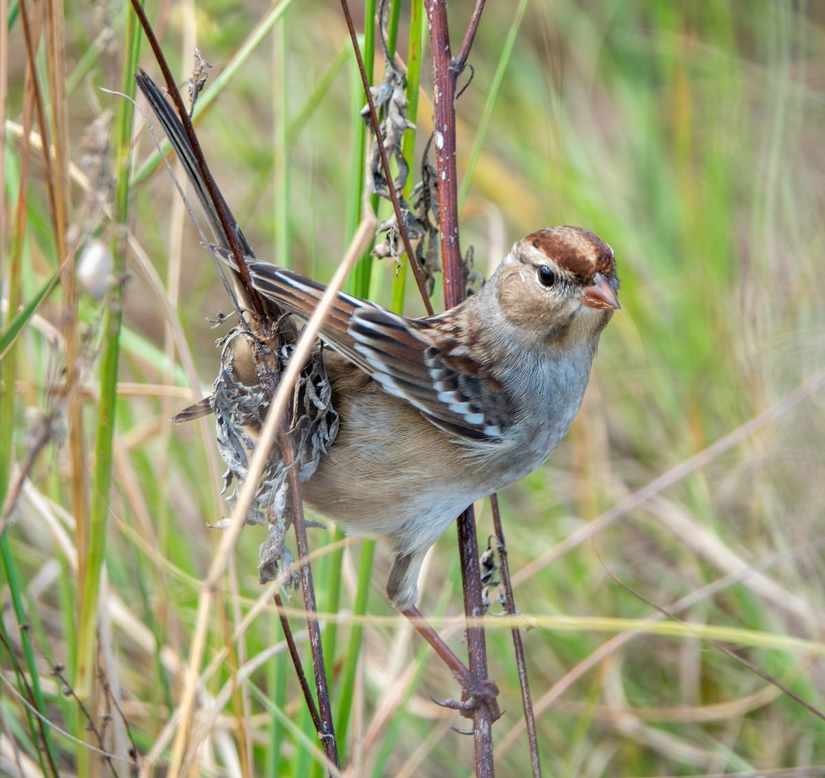 White-crowned Sparrow - ML644879721