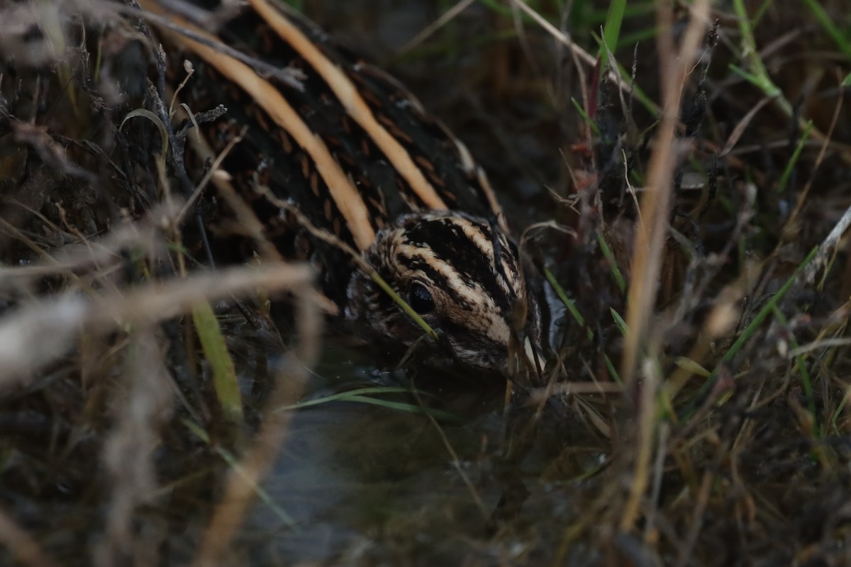 Jack Snipe - ML644879727