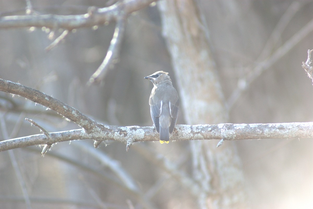 Jaseur d'Amérique - ML644879738