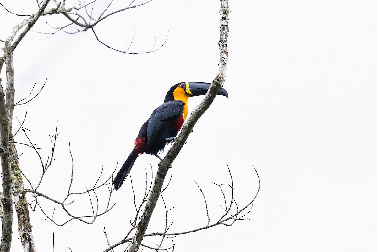 Channel-billed Toucan (Ariel) - ML644879741