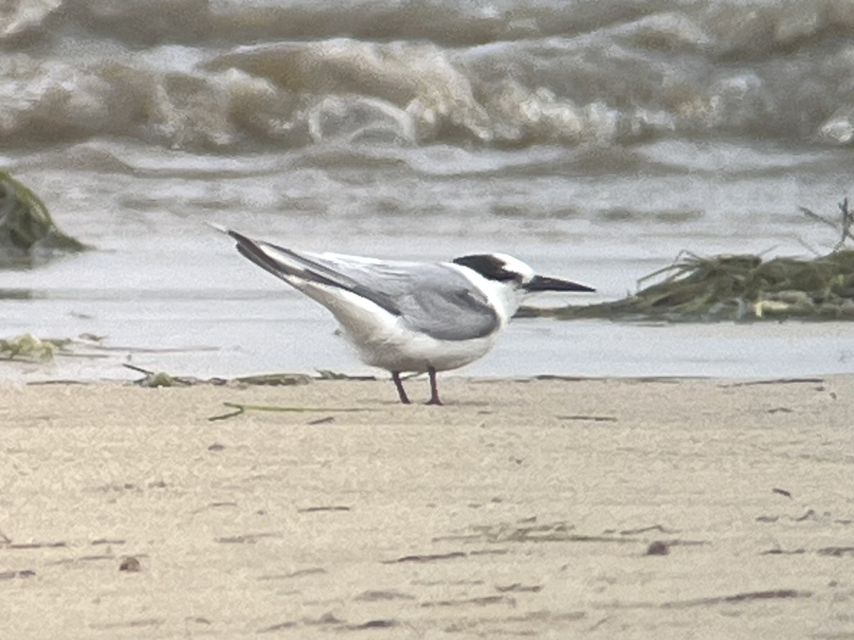 Little Tern - ML644879746