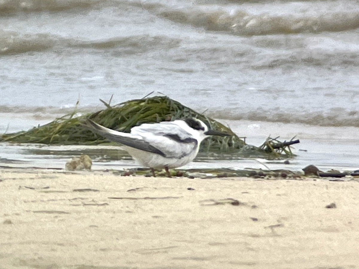 Little Tern - ML644879747