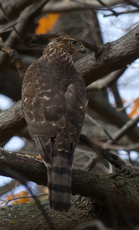 Cooper's Hawk - ML644879772