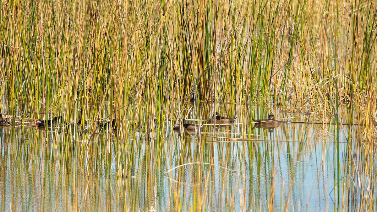 Ring-necked Duck - ML644879779