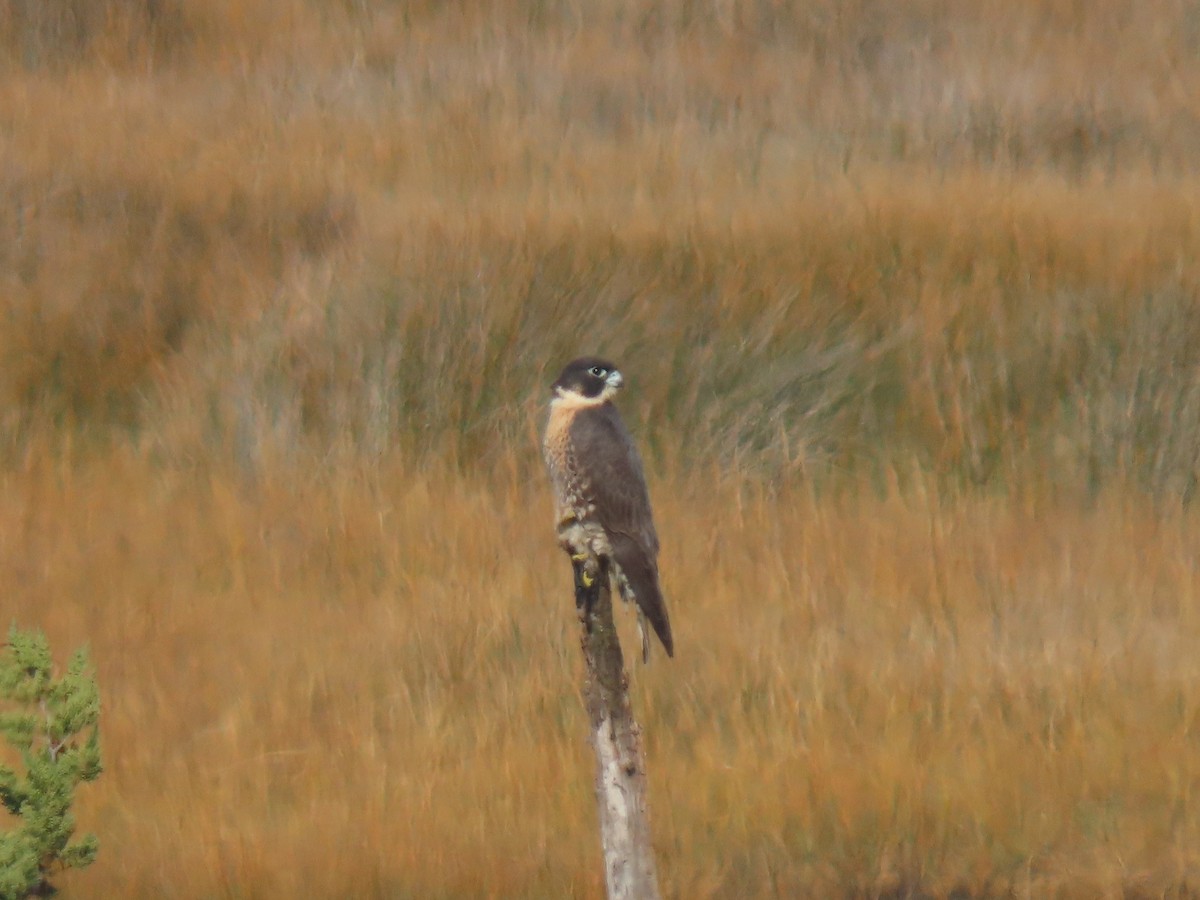 Peregrine Falcon - ML644879783