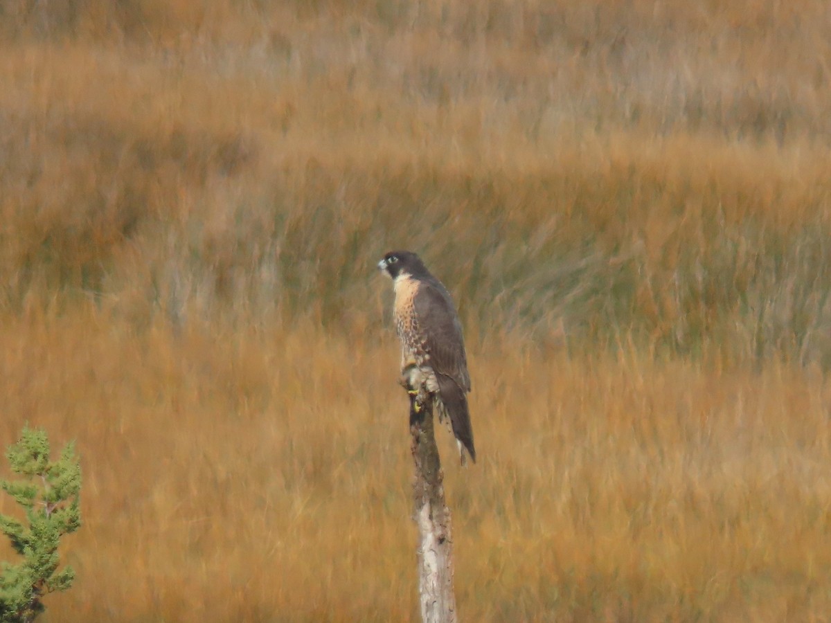 Peregrine Falcon - ML644879793