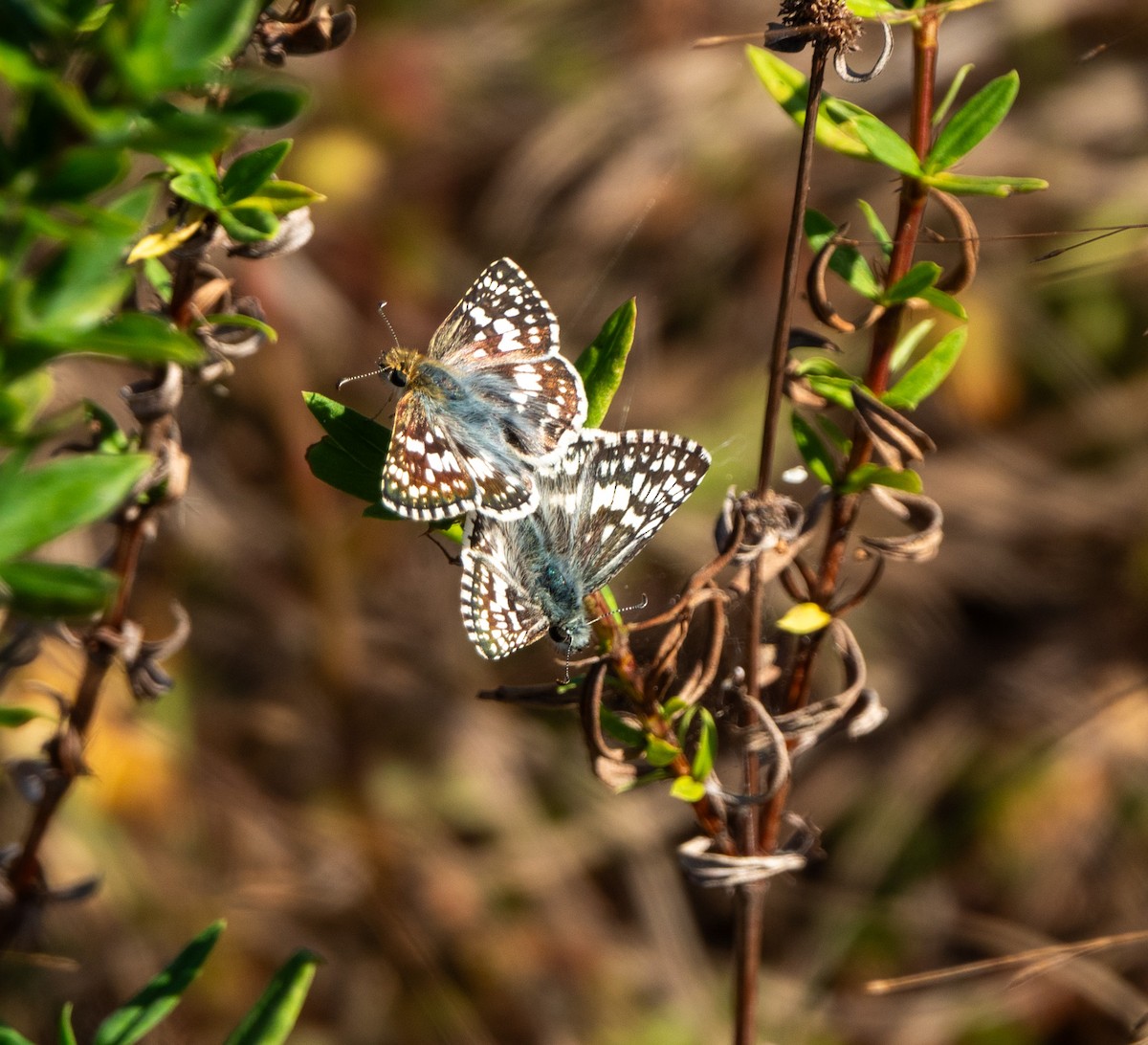 White Checkered-Skipper - ML644879802