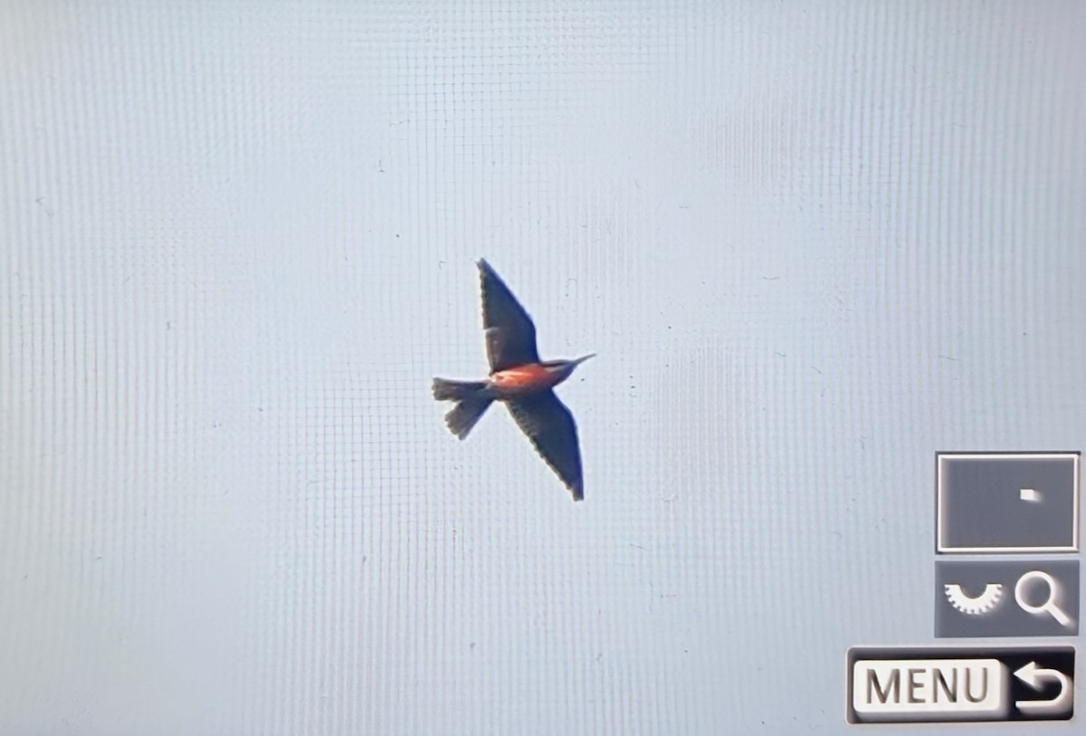 Розовая щурка - ML644879803