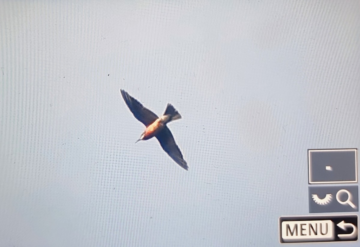 Розовая щурка - ML644879804