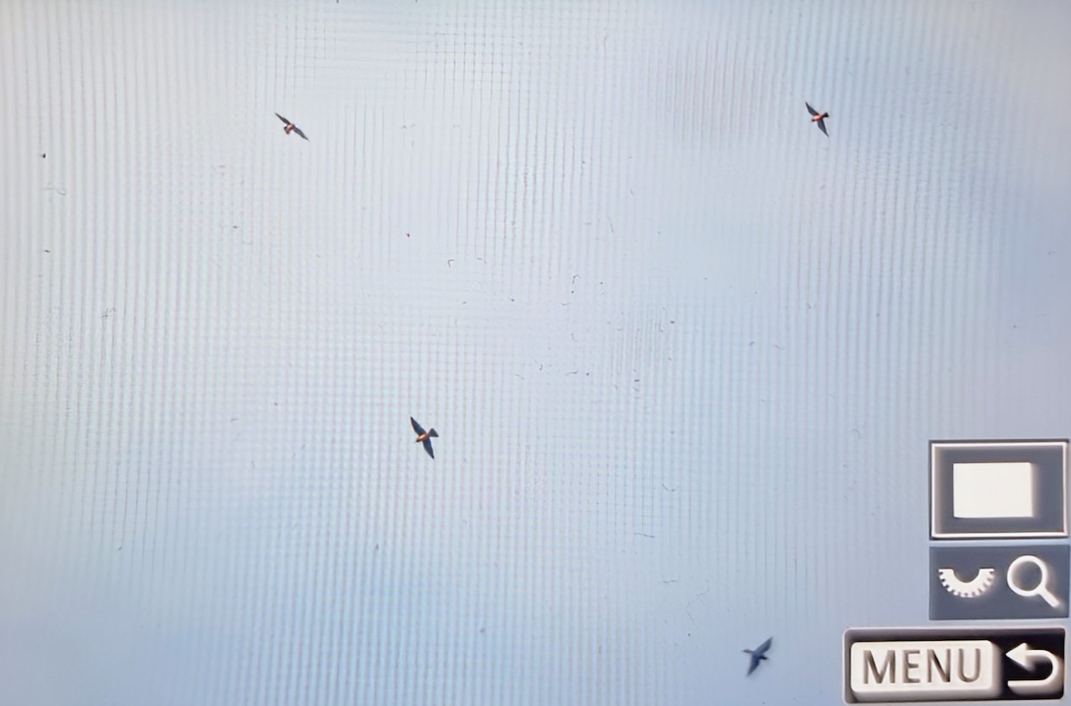 Розовая щурка - ML644879805