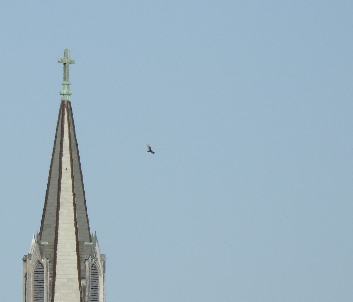 Turkey Vulture - ML64487981