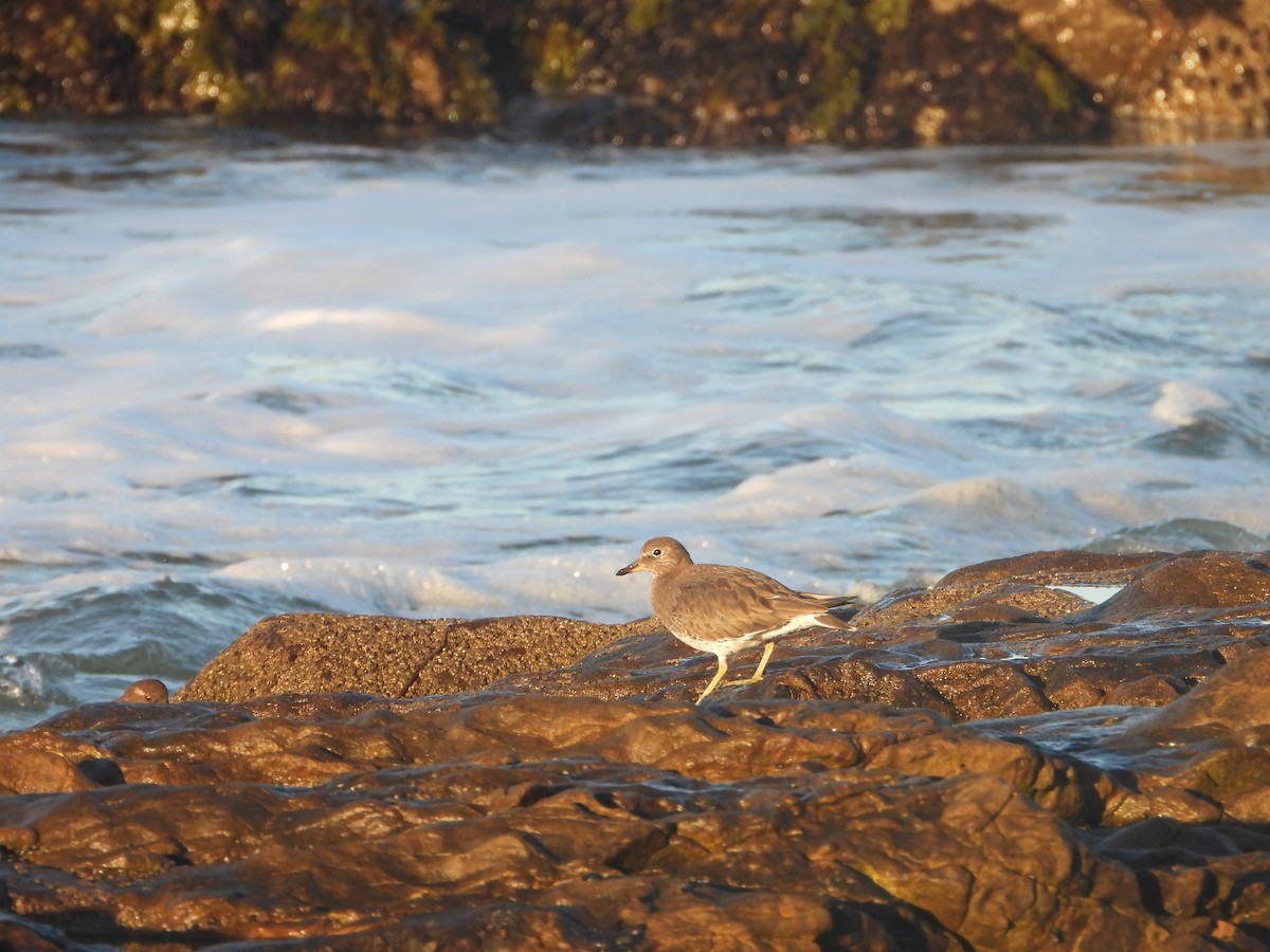 Surfbird - ML644879816