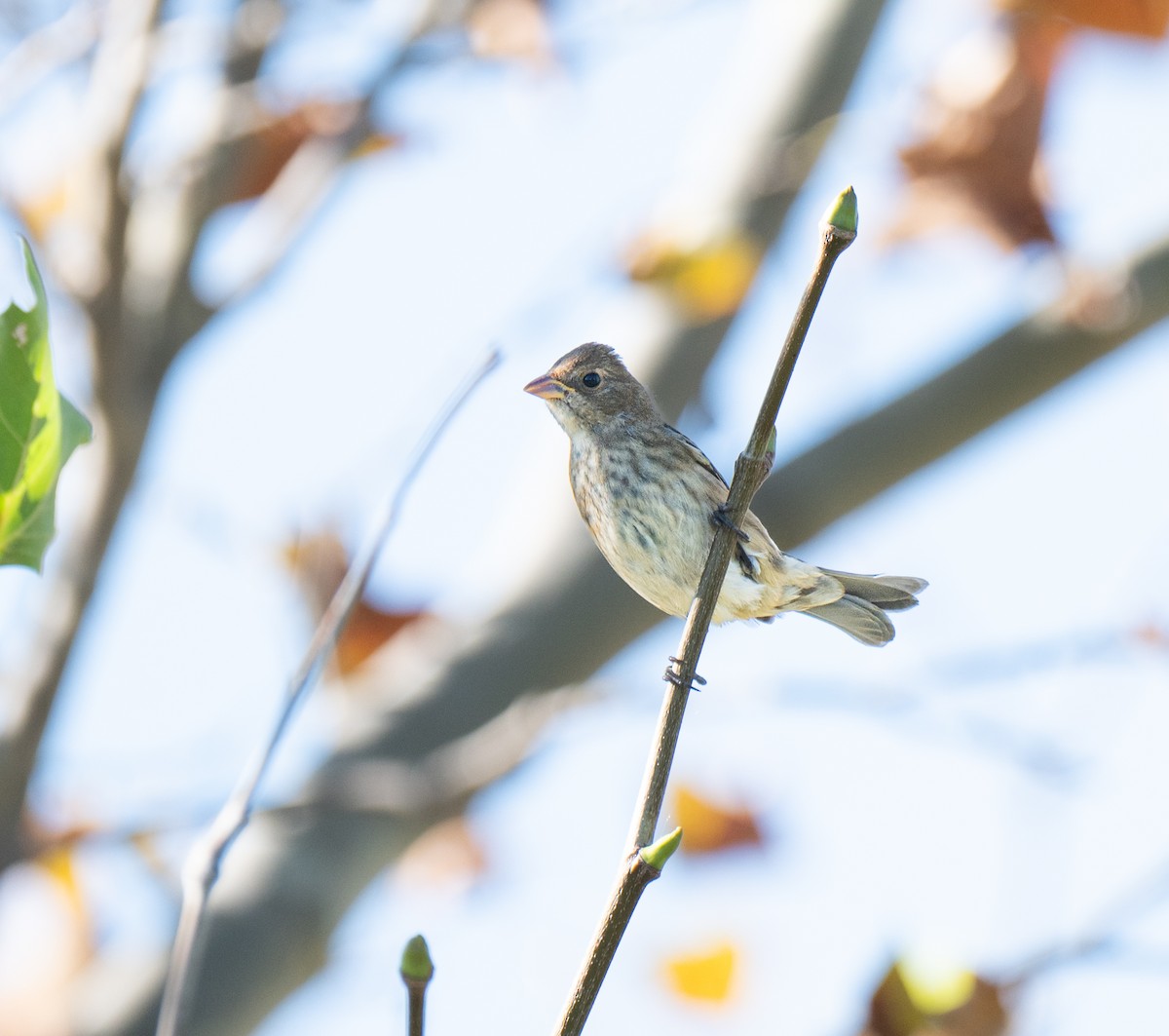 Индиговый колорин - ML644879821