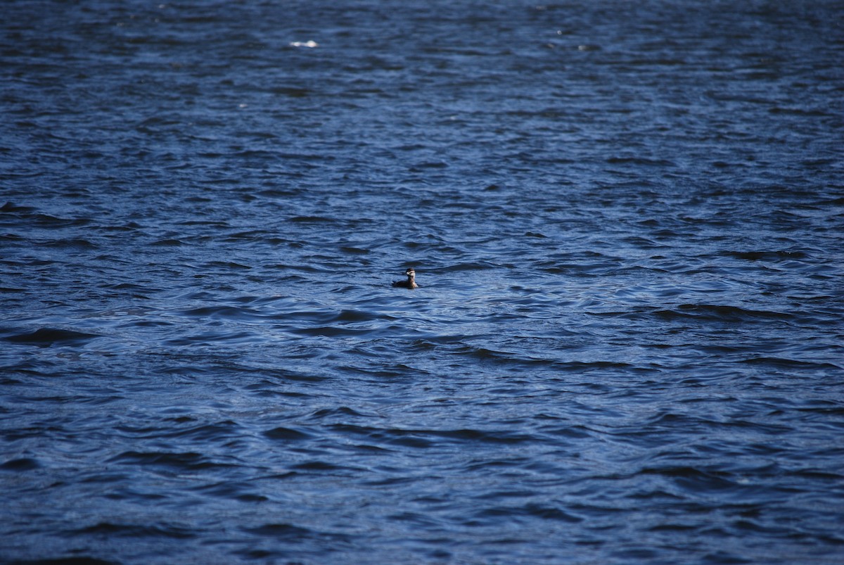Ruddy Duck - ML644879822