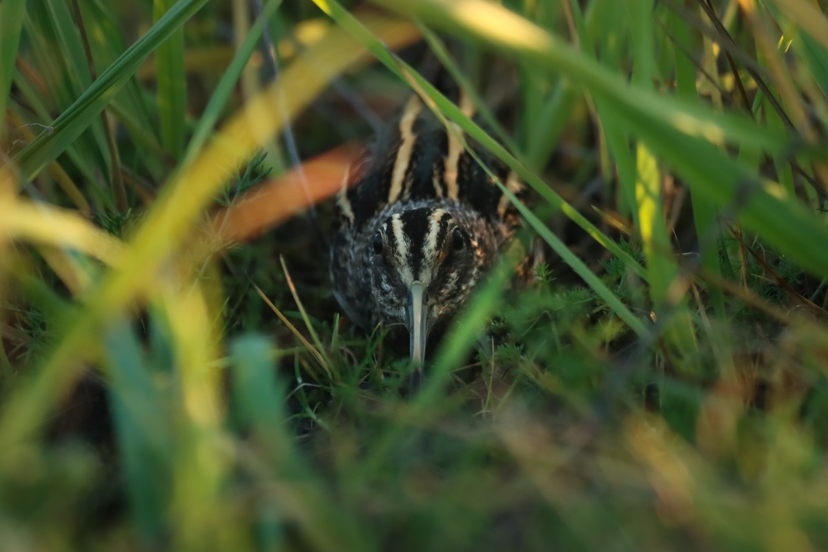 Jack Snipe - ML644879824