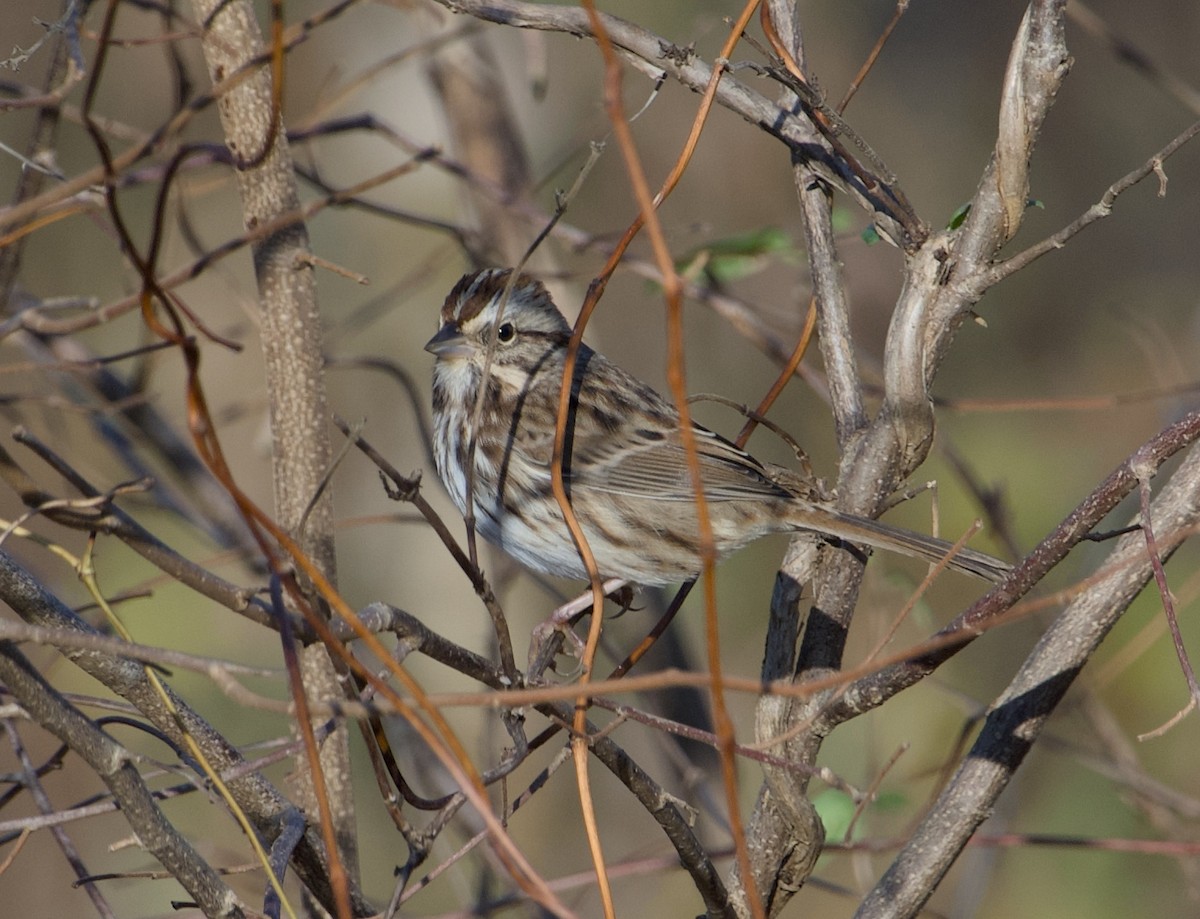 Song Sparrow - ML644879828
