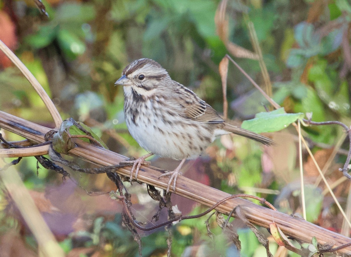 Song Sparrow - ML644879829