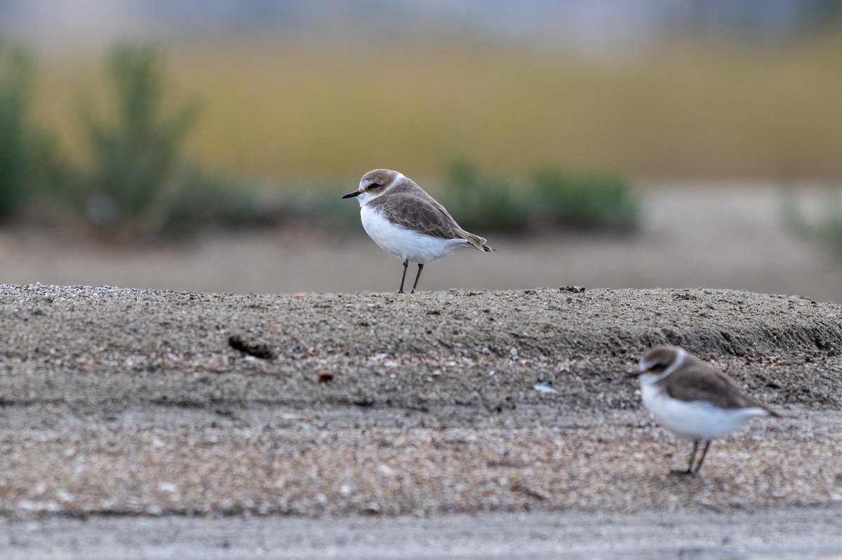 Kentish Plover - ML644879835