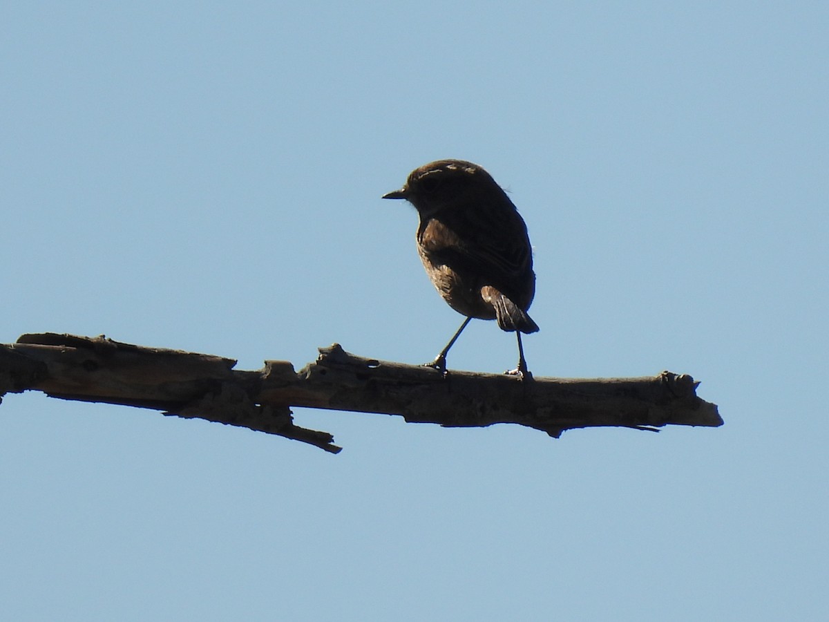 European Stonechat - ML644879836