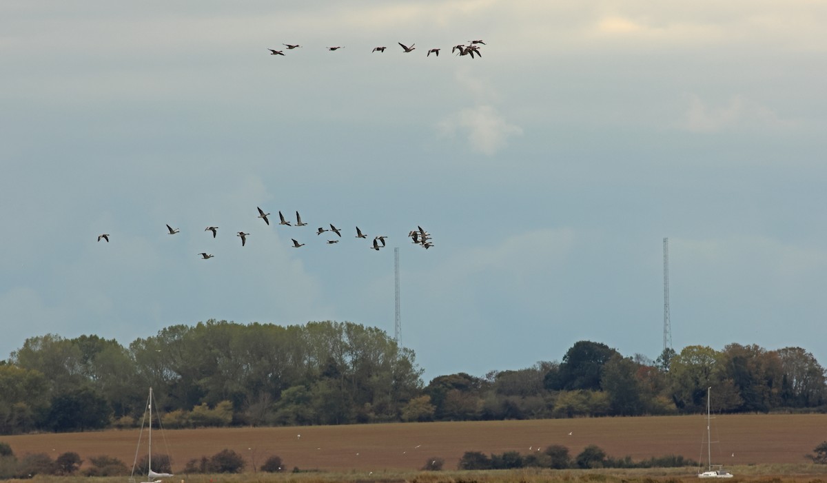 Graylag Goose - ML644879837