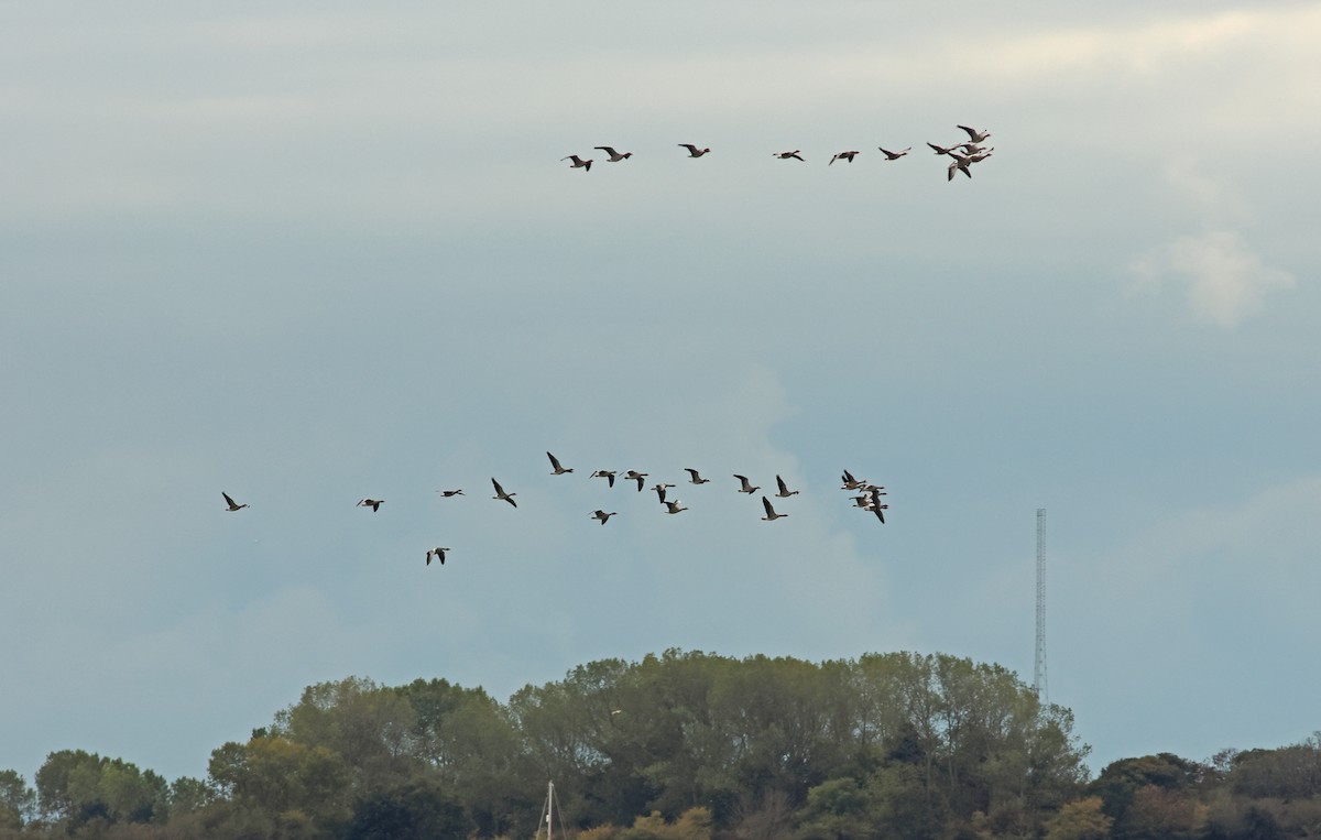 Graylag Goose - ML644879839