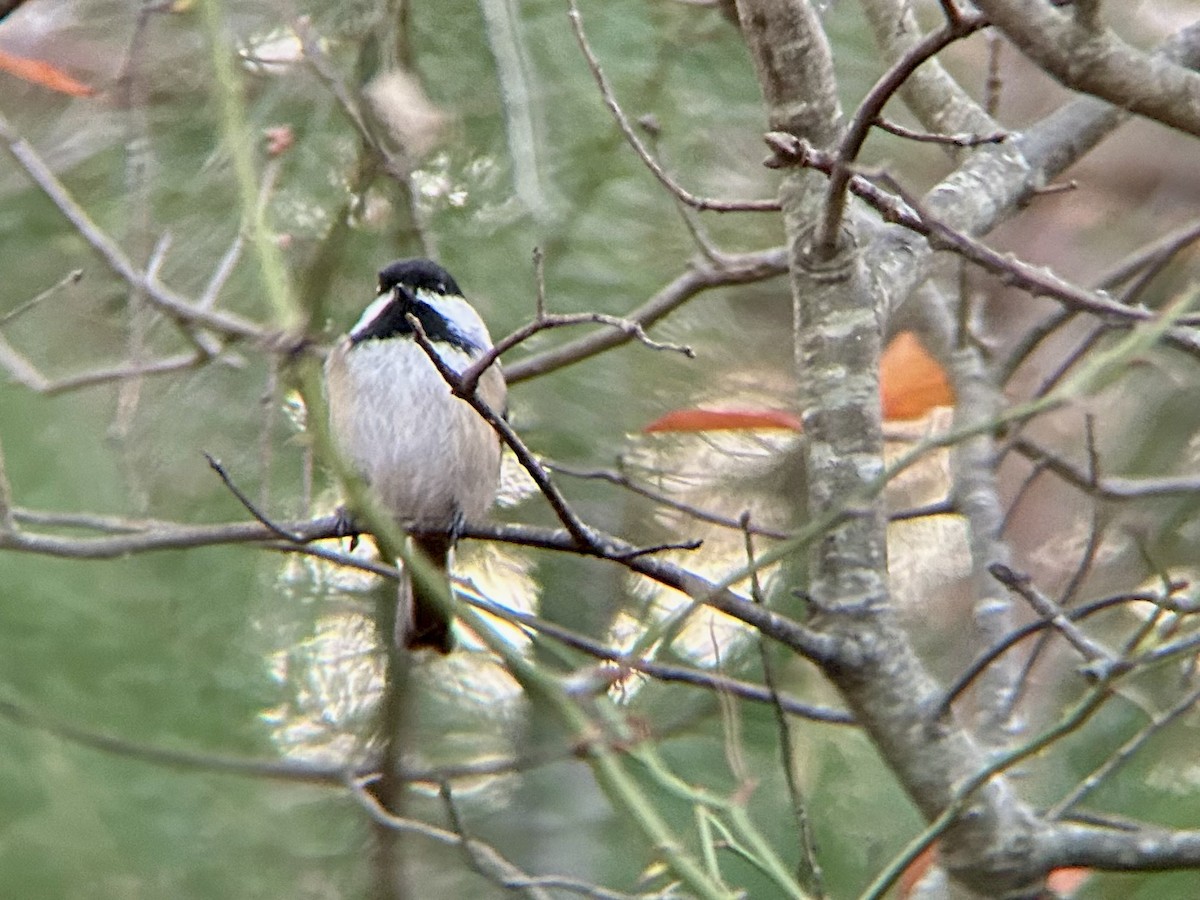 Black-capped Chickadee - ML644879843