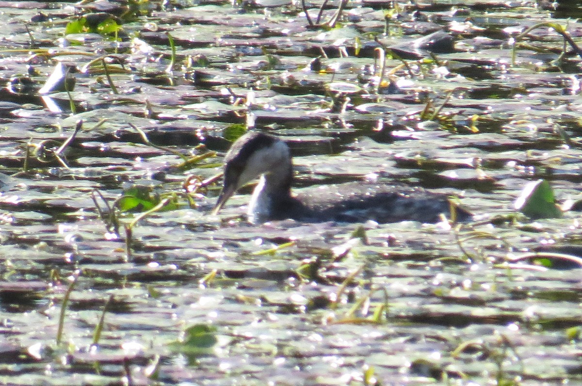 Zampullín Cuellirrojo - ML644879848