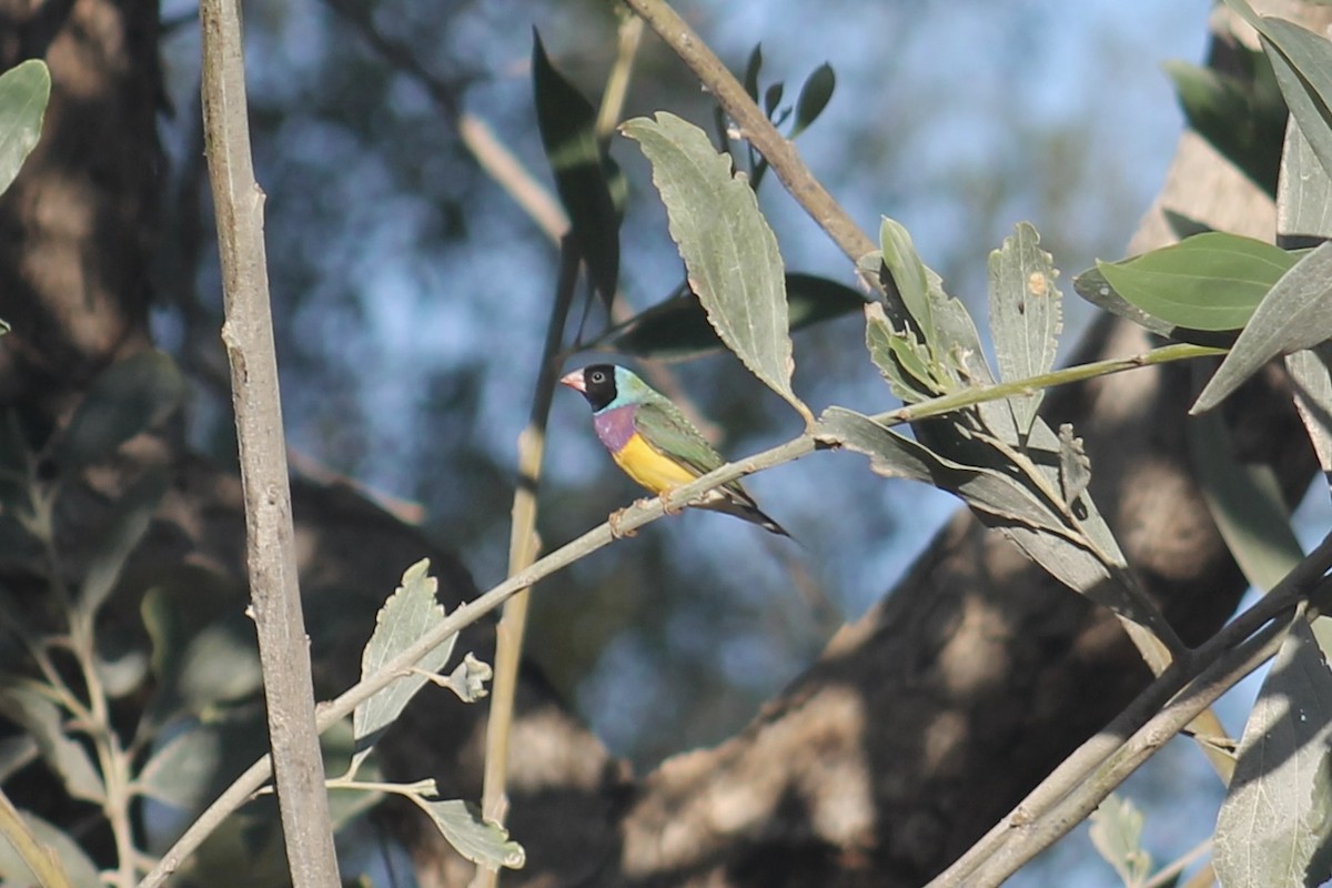 コキンチョウ - ML644879851