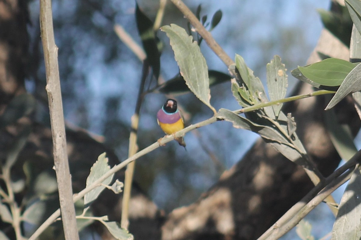 コキンチョウ - ML644879852