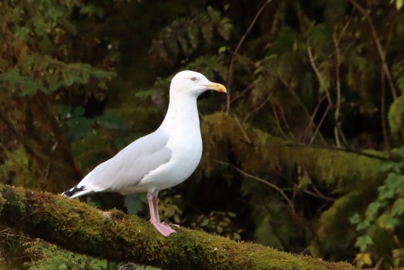 American Herring Gull - ML644879866