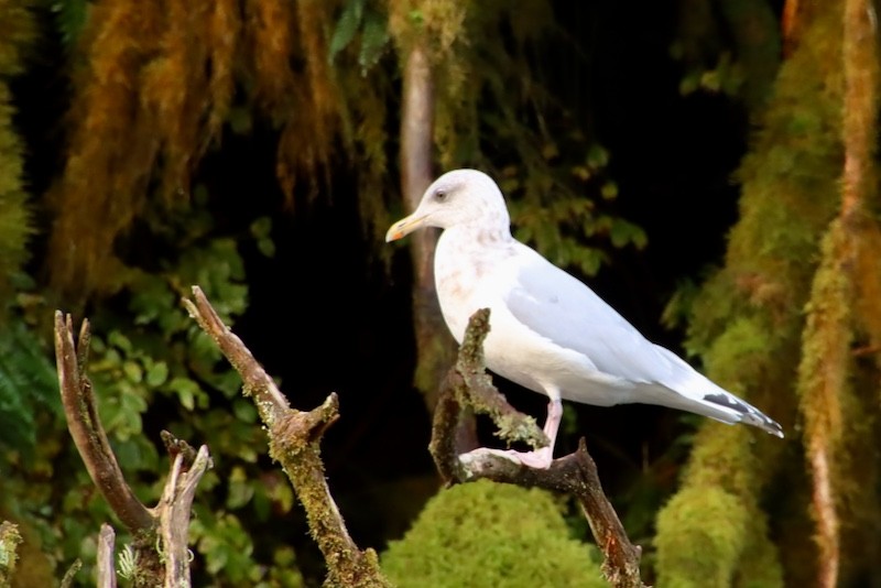 American Herring Gull - ML644879869