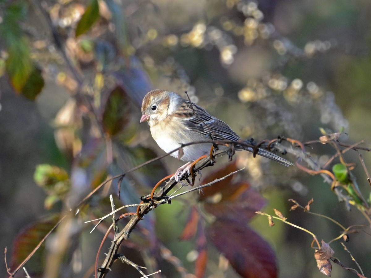 Field Sparrow - ML644879877