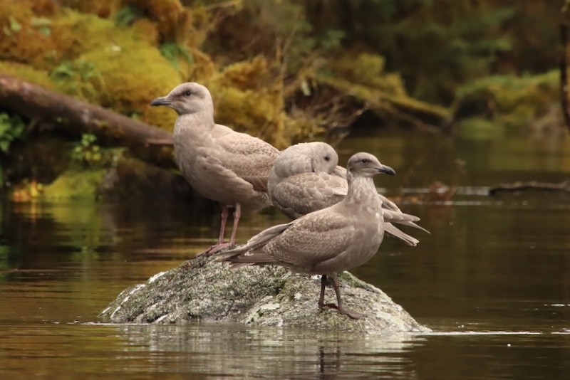 Glaucous-winged Gull - ML644879878