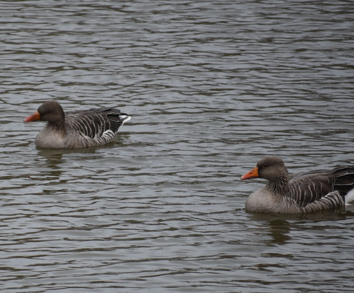 Graylag Goose - ML644879879